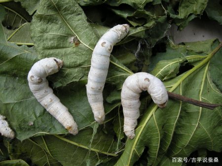 桑蚕农药中毒一点小常识