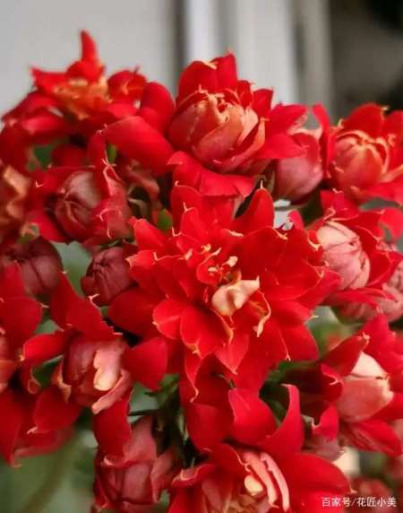 "10个"红色的长寿花品种,喜庆,大气,不愧为网红年宵花