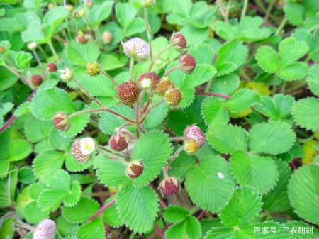 黄毛草莓:洁白如玉,酸甜可口,每斤卖到上百元,野外见到别错过