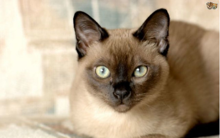 流线型的优美体型,承继了暹逻猫和缅甸猫的特质.