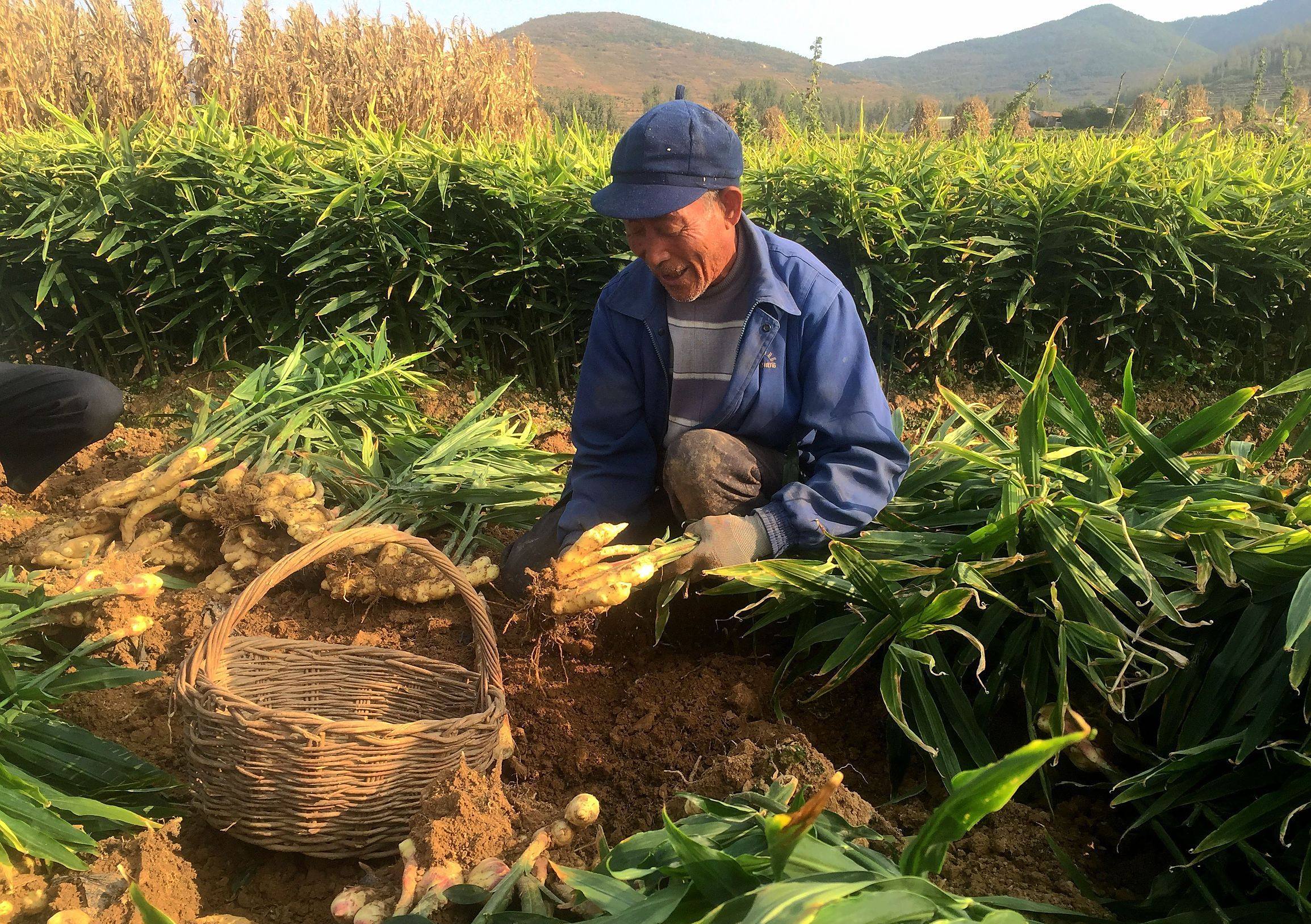 种植一亩收益生姜及生姜?种出成本高产呢?主猪肉内有出血点图片