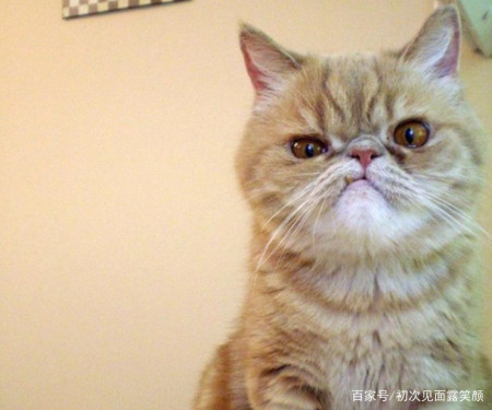 14张"难得一见"的猫咪生气照,那不屑一顾的表情真惹人