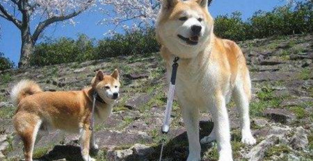 日本柴犬和秋田犬的区别?柴犬和秋田犬哪一个更适合养