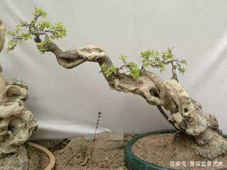 哪些盆景好养活,欣赏价值高?盆景刚入门养它准没错