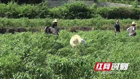 衡山县幸福村:小辣椒种出"甜滋味"