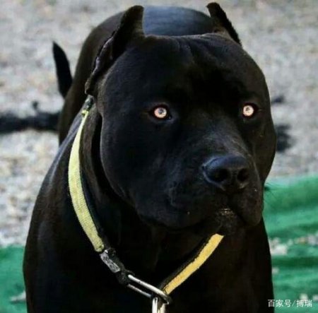 在狗王国,有四种黑色凶猛犬入围,分别是"犬中四煞"和