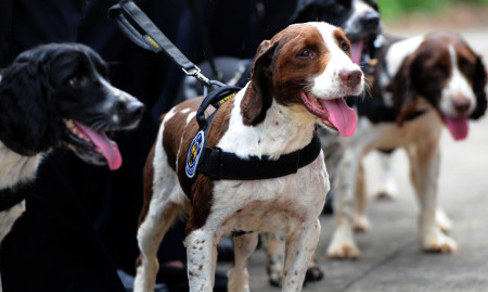 搜救犬冰洁是什么犬种?