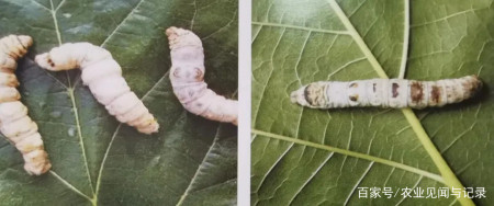两种蚕疫病介绍及防治技术