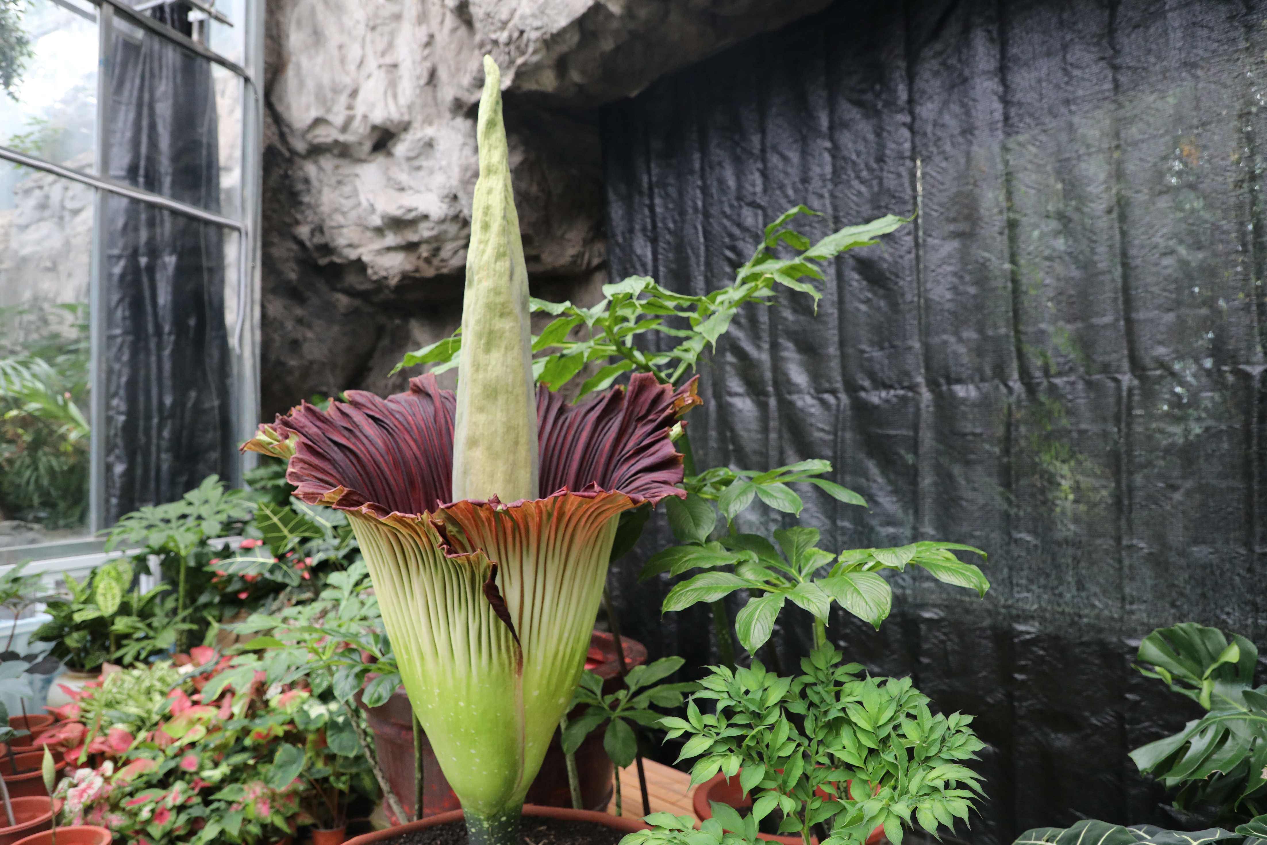 巨魔芋在国家植物园开花 花序高度达到1.68米