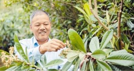 苏天恭在给枇杷树疏花.康庆平摄(人民视觉)