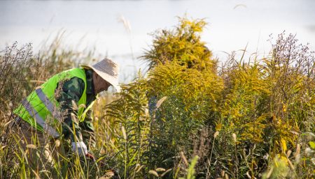 "加拿大一枝黄花"入侵十余省份:繁殖能力超强,开花期