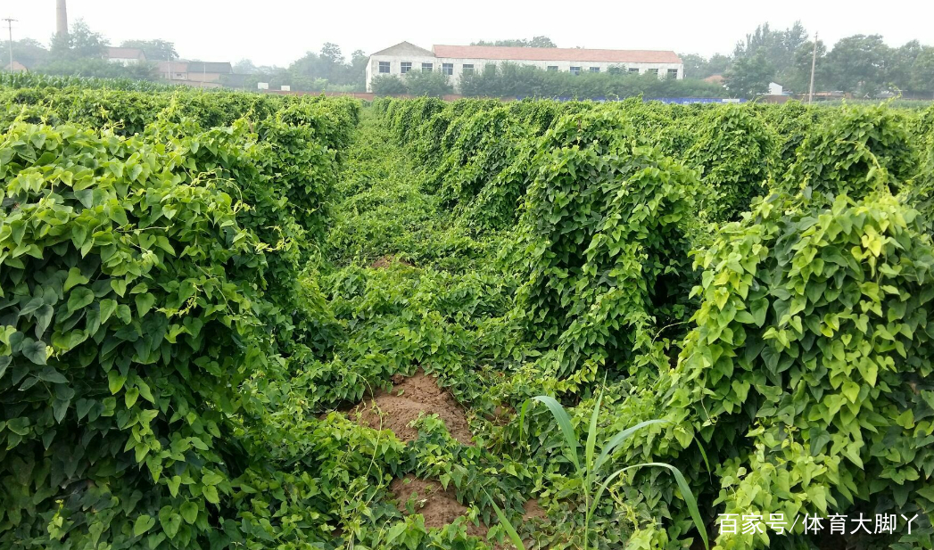 知道扁山药如何制备种