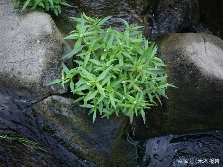 在我国农村地区有很多野生植物,其中有一种野草特别喜欢生长在水沟里