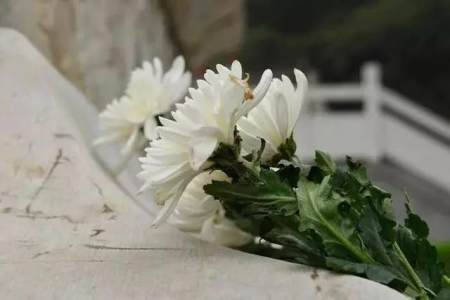 扎一花圈或买一束黄白相间的菊花,在墓前或骨灰堂格位内供奉,静静悼念