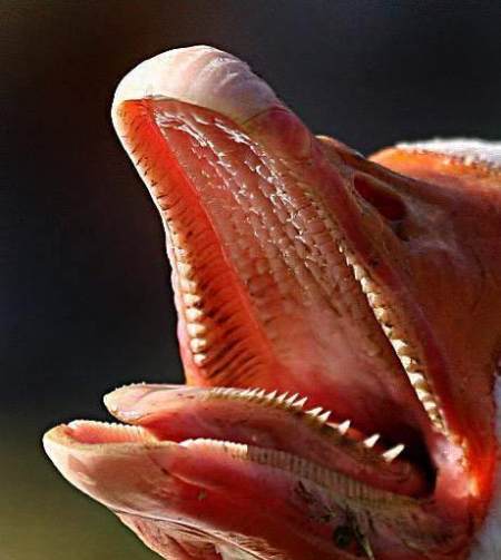 动物的嘴巴构造揭秘 超诡异动物牙齿