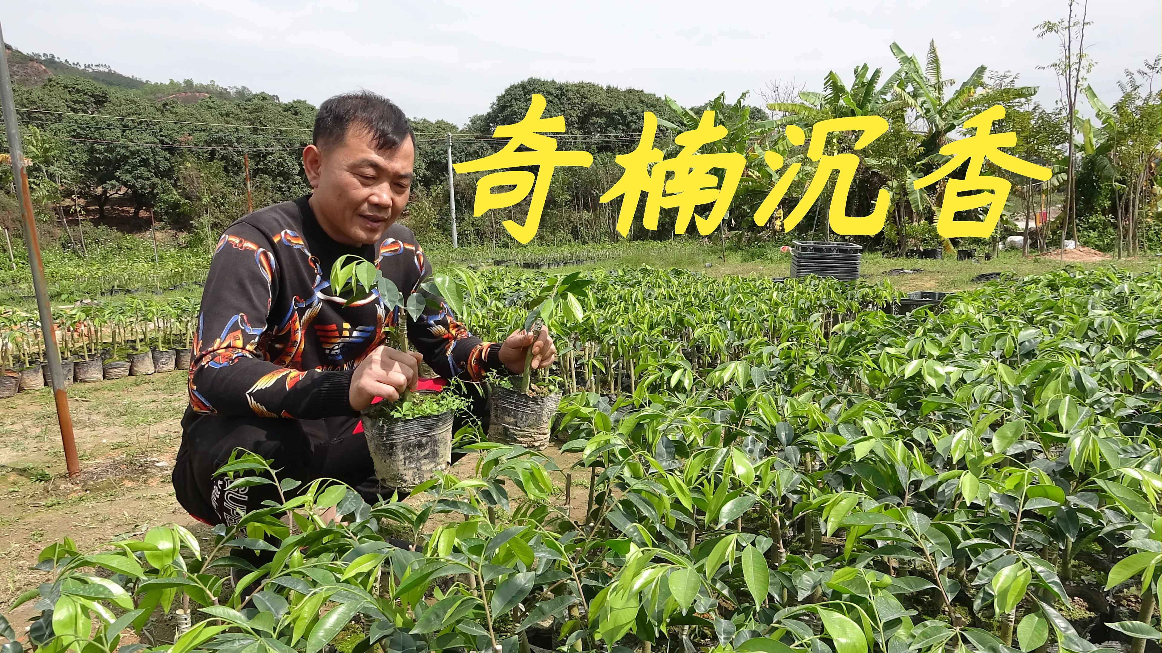 很多网友想种奇楠沉香,但是不知道种哪个品种,老林给大家个建议