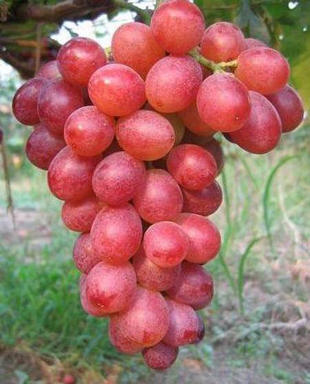 中国红玫瑰葡萄品种,你了解的有多少呢?
