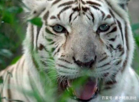 世界上最丑的老虎,鼻子塌眼睛小牙齿不平,来一睹它的