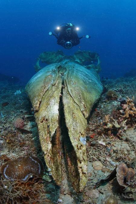 10年专注水下摄影,中国小伙拍下神秘海底生物,99%的人