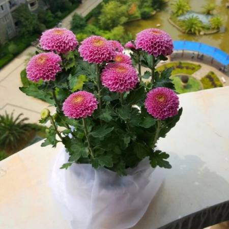 乒乓菊如何养殖?养乒乓菊需要注意些什么?