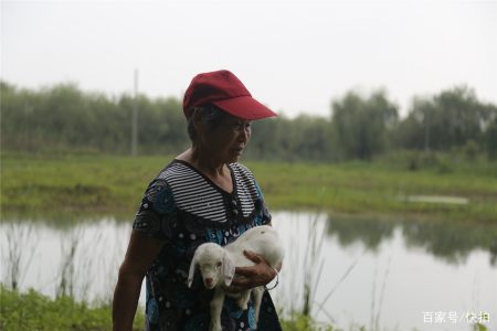 老夫妻赶羊群觅食,常把羊羔抱怀里,戏称比照顾儿子还