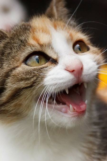 相信大部分铲屎官都在猫咪张嘴,打哈欠"恶猫咆哮"或者它张嘴咬你时,对