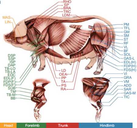 猪肉不好吃了?这项研究"吐露"让猪肉好吃的"秘密"