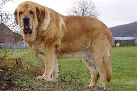 全世界第一巨犬——西班牙獒,气势凶猛赛过藏獒,却无