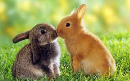 大兔子和小兔子的爱情故事之小兔子用麻辣鸡翅惩罚不