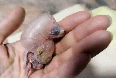 虎皮鹦鹉雏鸟出现水肿现象该怎么办?