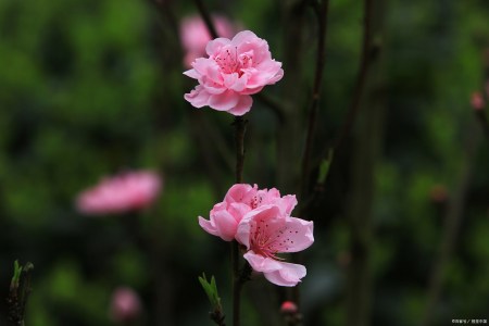 风前欲劝春光住,春在城南芳草路