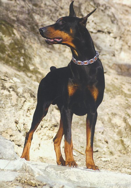 杜宾犬,犬中贵族,集勇敢,帅气于一身,你喜欢吗?
