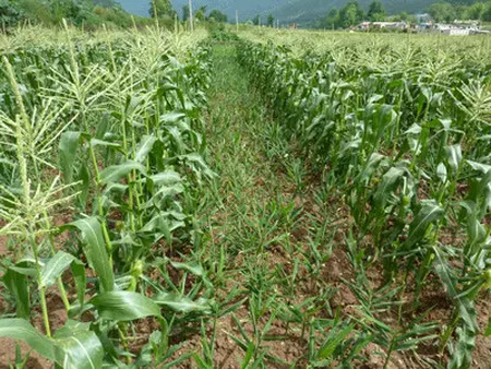 甘蔗地中套种大豆,掌握科学的田间管理技术,实现产量大丰收