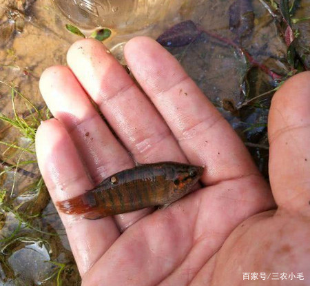 南方的小杂鱼,2年长不到5,个小却生性好斗,1条10元城里很吃香