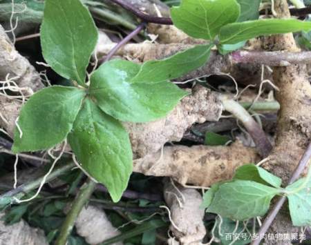 1种植物叶片少,根茎却发达,人称