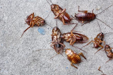 蟑螂真的是进化最成功的生物吗?为什么?