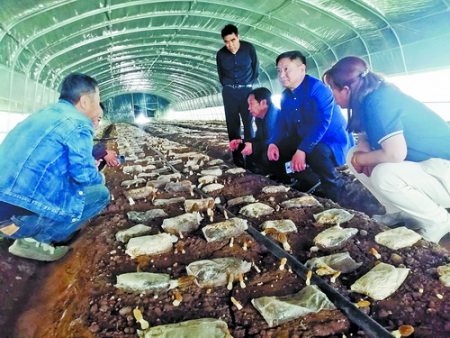 冷棚羊肚菌在宁首种成功 闽宁两地科技特派员推广"一菌多种"