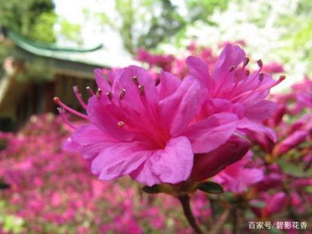 杜鹃花盆栽越冬注意这几点,明春枝头映山红