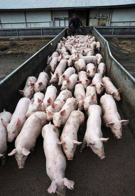 10月21号猪价下跌,养殖户要看清行情适时出栏生猪保利润