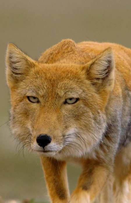 同样是狐狸,为什么藏狐靠一张方脸走红,藏狐:有苦说不出
