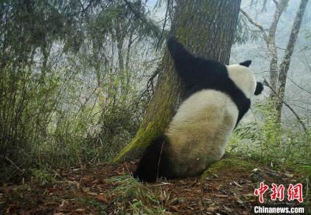 中心在整理近期回收的红外相机时,获取到多处野生大熊猫抱树的影像,解