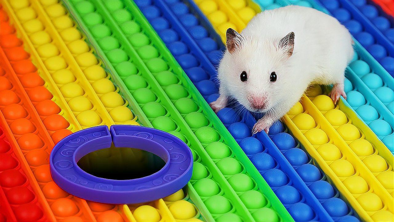 小仓鼠大冒险:挑战多层的彩虹板机关,它能顺利地找到出口吗?