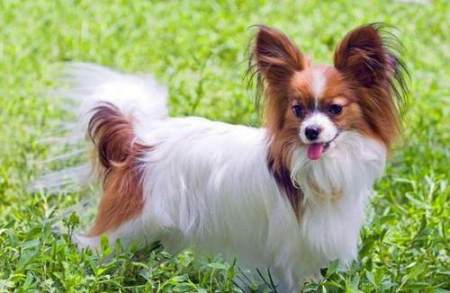 全球10大小型犬,小巧玲珑颜值高,萌翻了
