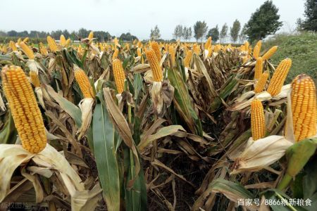 官宣秋玉米又是丰收局,利空因素不断增加,玉米价格遭受制衡