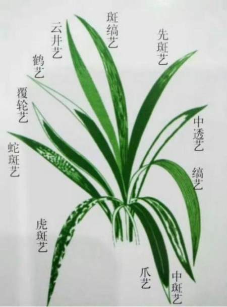 兰花边草就是艺草吗?兰花艺草居然有这么多知识,不懂