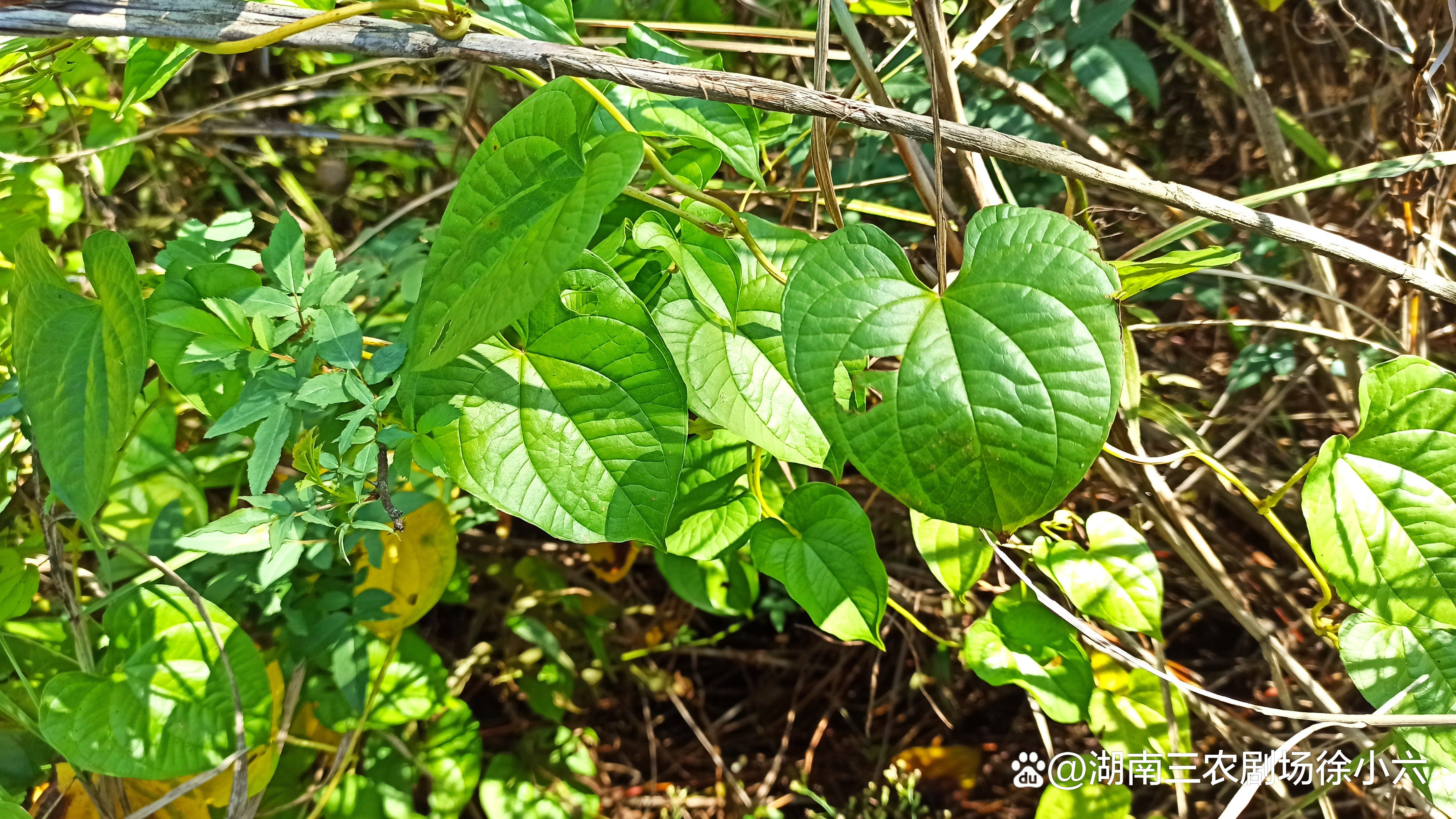 湖南发现了黄独,还是一种名贵的中草药