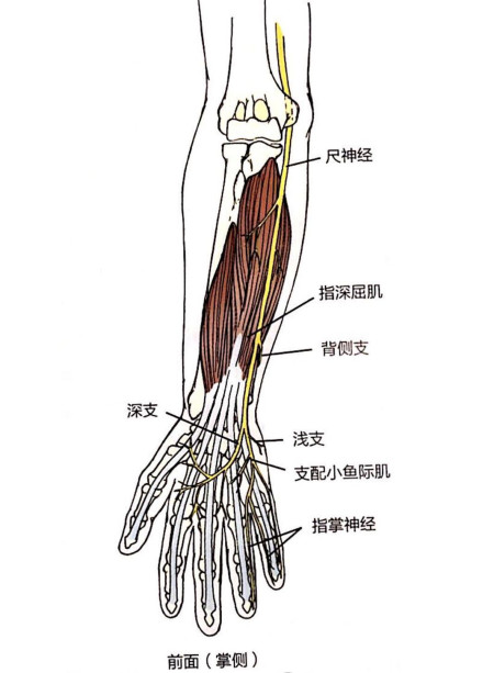 到达肘部进入肘管 图片来源:触诊技术:体表解剖(第2版) 尺神经沟位于