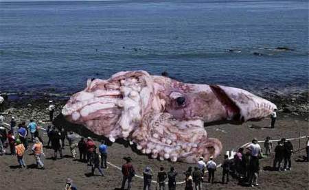 大王乌贼和大王酸浆鱿谁更大?它们真的能吃抹香鲸吗?