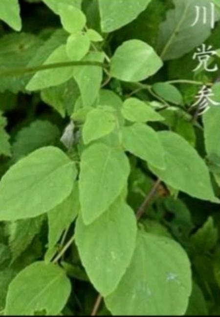 管花党参