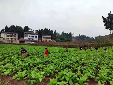 在重庆市铜梁区小林镇鱼龙村的莲藕地里,望去是一派繁忙的景象:身着